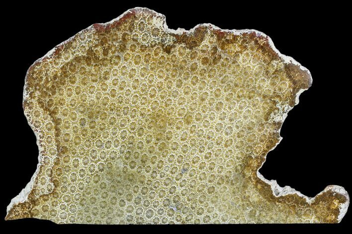 Polished, Fossil Coral Slab - Indonesia #109131